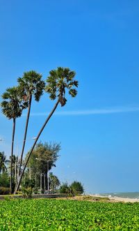 Palm trees on field against clear blue sky