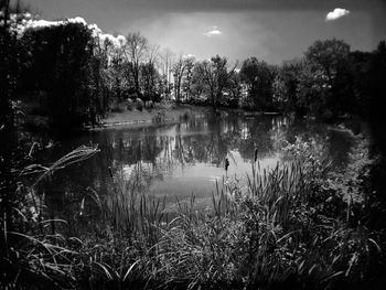 Reflection of trees in lake