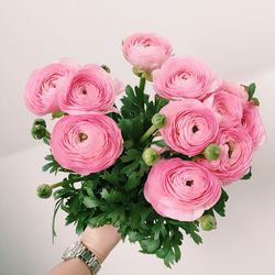 Close-up of pink flowers