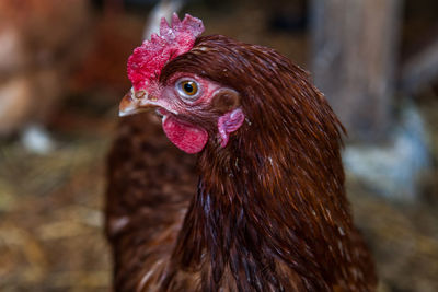 Close-up of rooster