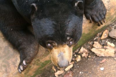 High angle portrait of black dog