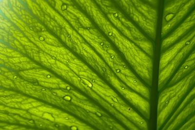 Full frame shot of wet leaf