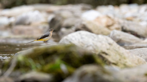 Close-up of bird perching on rock