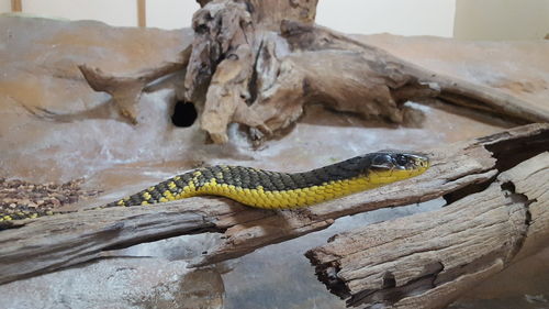 Close-up of lizard on wood in zoo