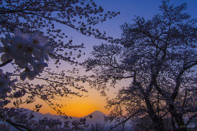 Low angle view of trees against sky during sunset
