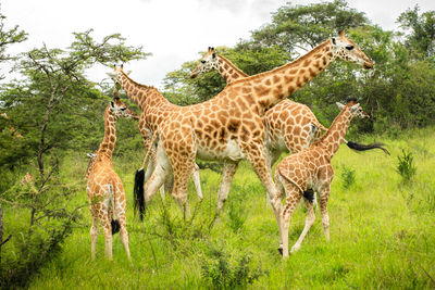 Rothschild giraffes against lake mburo's scenic backdrop. ideal for safari showcases.