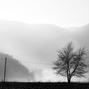 Bare trees on field against sky