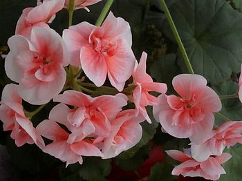 Close-up of pink flowers