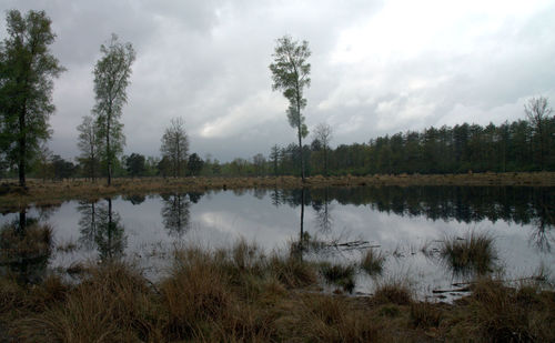 Reflection of trees in lake against sky