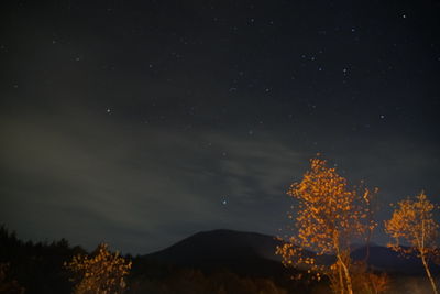 Low angle view of silhouette trees against sky at night