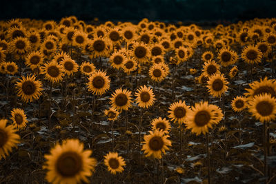 Full frame shot of sunflowers