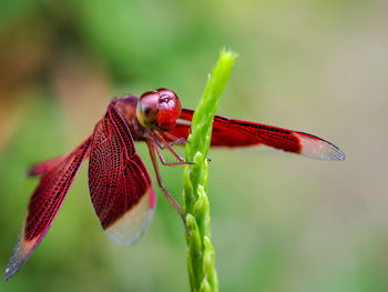 Close-up of dragonfly on leaf