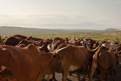 Cattle being moved along  a road, rural ethiopia