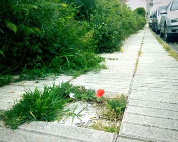 Road by plants