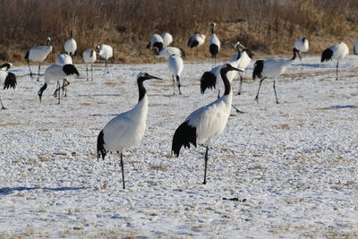 Flock of birds on beach