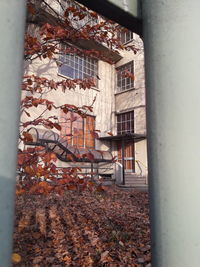 View of building with autumn leaves