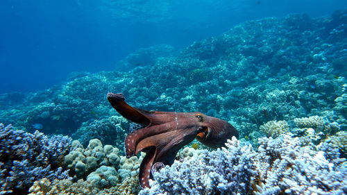 Big blue octopus .octopus. big blue octopus on the red sea reefs.
