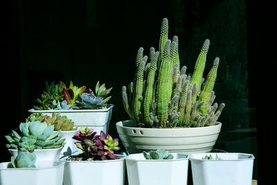 Close-up of potted plants