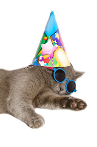 Close-up of a cat looking away over white background