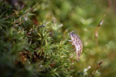 Close-up of water drops on grass