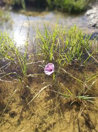 Close-up of flower growing in lake