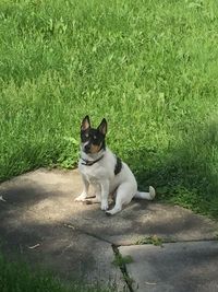 Dog sitting in grass