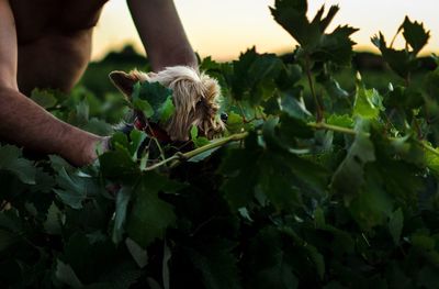 Midsection of shirtless man holding dog by plants