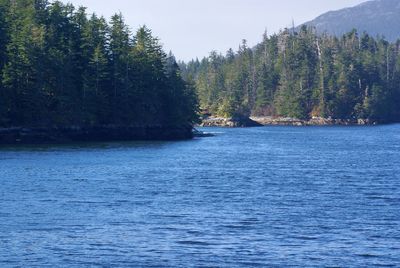 Scenic view of river in forest against sky