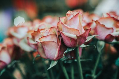 Close-up of pink roses