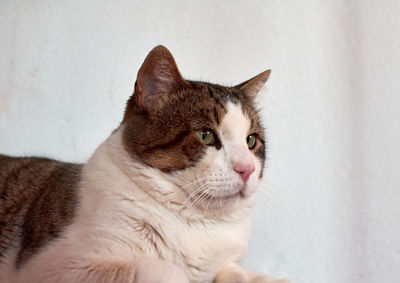 Close-up of a cat looking away
