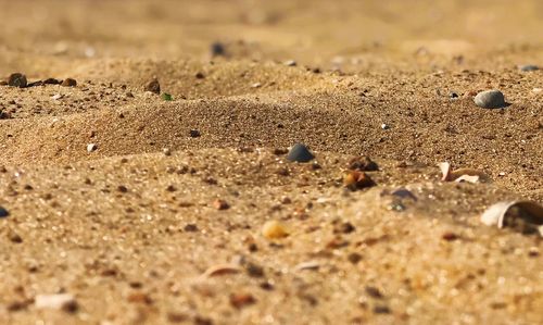 High angle view of shells on sand at beach