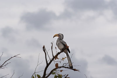 Bird perching on a tree