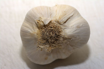 Close-up of garlic