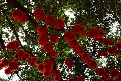 Low angle view of flowers on tree