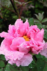 Close-up of wet pink flowers blooming outdoors