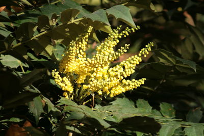 Close-up of yellow flowers blooming outdoors