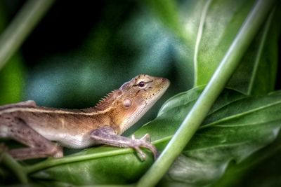 Close-up of lizard on leaf