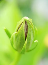 Close-up of flower bud