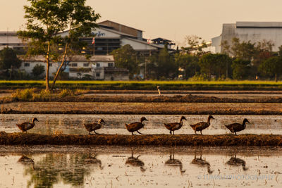 Flock of birds on the lake