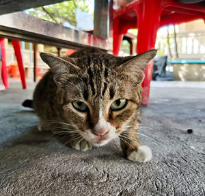 Close-up portrait of tabby cat