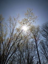 Sun shining through trees