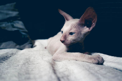 Close-up of dog on bed