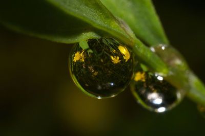 Close-up of insect on water