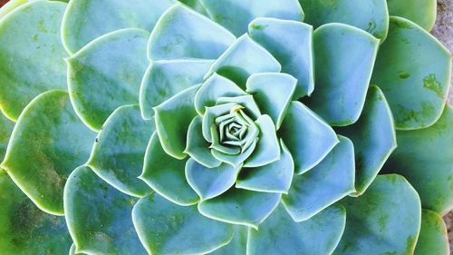 Close-up of succulent plant