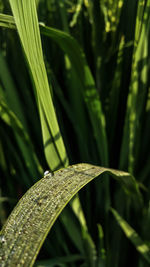 Close-up of raindrops on leaf