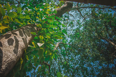 Low angle view of tree growing in forest