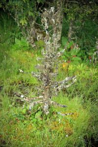 Plants growing in forest