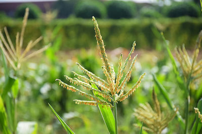 Close-up of crop growing on field