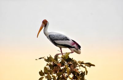 bird