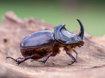 Close-up of grasshopper
